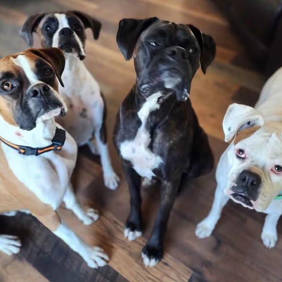 boxermom324